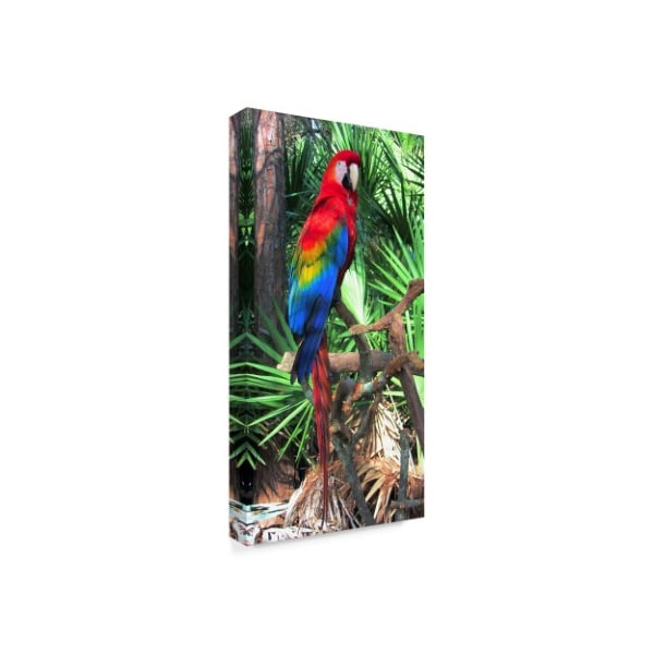 Robert Michaud 'Macaw' Canvas Art,16x32
